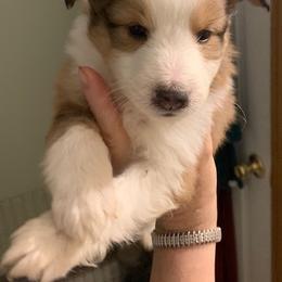 Shetland Sheepdog Puppies from Sharon’s Family Shelties