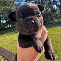 Rip - Brindle male French Bulldog puppy in Cleveland, Tennessee from Grammer's Southern Breeding