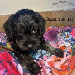 Gracie (Camilla) - Black female Schnoodle puppy in Sedalia, Missouri from Farmer Brown's Puppies