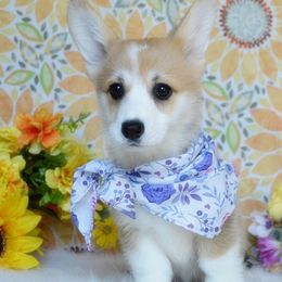 Hera - Red female Pembroke Welsh Corgi puppy in Oswego, Kansas from Wind Dial Farm