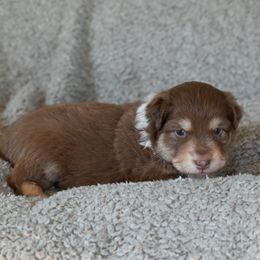 Girl 3 - Red tri-color female Australian Shepherd puppy in Rochester, Massachusetts from Clover Creek Aussies