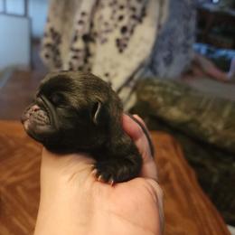 Silver boy - Silver male Pug puppy in Tacoma, Washington from Precious Princess Pugs