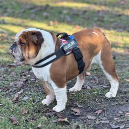 Ozzie - Bulldog