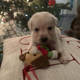 Boy 6- White English Lab - Yellow male Labrador Retriever puppy in Isanti, Minnesota from Four Corners Family Labs