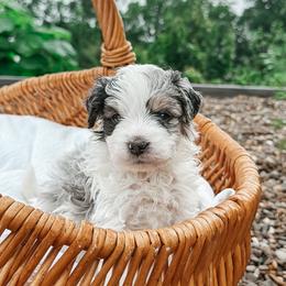 Bud - male Australian Mountain Doodle puppy in Tryon, North Carolina from Melrose Mountain Farm