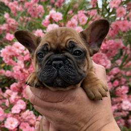 Ancho - Fawn and white male French Bulldog puppy in Redding, California from Tri County Frenchies