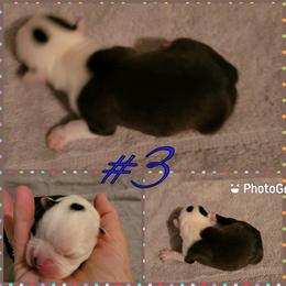 Boston Terrier Puppies from Smith's Boston Terriers