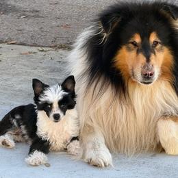 Chinese Crested Puppies from BryMar Chinese Cresteds