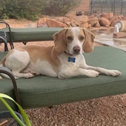 Beagle All Grown Up from Utah Beautiful Beagles