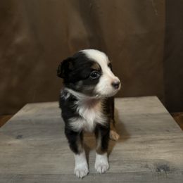 Miniature Australian Shepherd Puppies from Fisher Farm