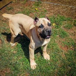 Cane Corso Puppies from Catawba Cane Corso
