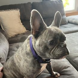 Audrey - French Bulldog