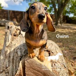 Quinn - Dapple female Dachshund puppy in Royse City, Texas from Truehearted Miniature Dachshunds