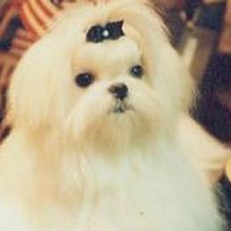 Maltese from Barbara Cuttell