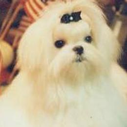 Maltese from Barbara Cuttell