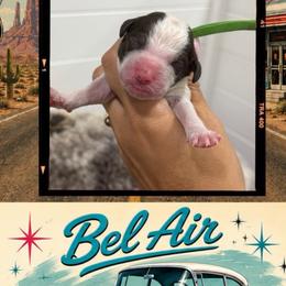Bel Air - Parti male Goldendoodle puppy in Garland, Texas from Twilight Doodles