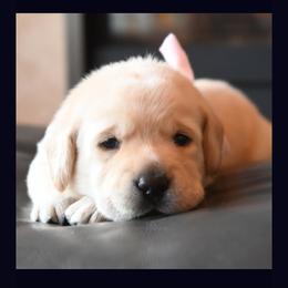 Labrador Retriever Puppies from ROCK CREEK LABRADORS