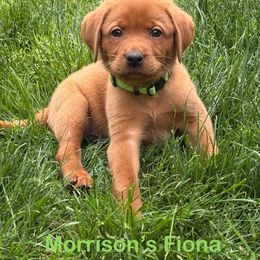 Fiona - Yellow female Labrador Retriever puppy in Tigard, Oregon from Morrison Labrador Retreivers