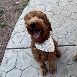 Goldendoodles from Haylee’s Pups & Paws