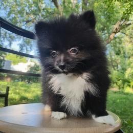 Beauty - Black female Pomeranian puppy in Albany, New York from K&A Little Wonder's