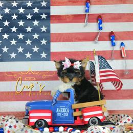 Princess Leia - Parti female Yorkshire Terrier puppy in Austin, Arkansas from Cup's Yorkie Parti Pups