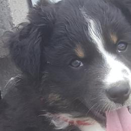 Australian Shepherd Puppies from Rush Creek Aussies