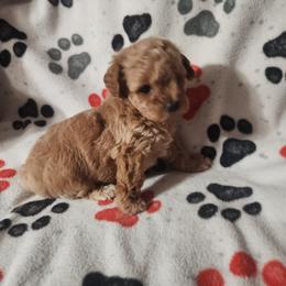 Apricot - Apricot female Poodle puppy in Attleboro, Massachusetts from Treasured Hearts Chihuahuas and Toy/mini poodles