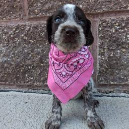 Girl 2 - Liver and white female German Wirehaired Pointer puppy in Potosi, Wisconsin from Point and Flush Gun Dogs
