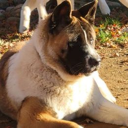 Luna - Akita
