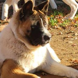 Luna - Akita