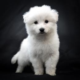 Berger Blanc Suisse Puppies from Moonlight Berger Blanc Suisses