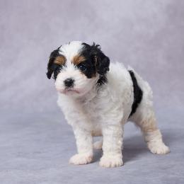 Amy - Tri-color female Cavapoo puppy in Apple Creek, Ohio from Grandeur Valley Puppies