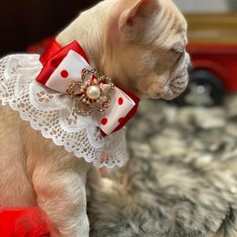 French Bulldog Puppies from QueenBFrenchies