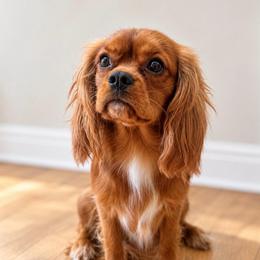 Cumin - Ruby male Cavalier King Charles Spaniel puppy in Chino Valley, Arizona from Copper Cliff Cavaliers