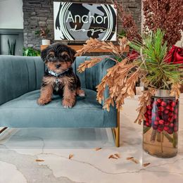 B L U E- teddy bear - Tri-color male Yorkipoo puppy in Pleasant View, Utah from Anchor Dogs