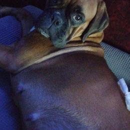 KAT - Boxer