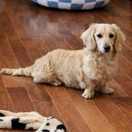 Whiskey - Dachshund