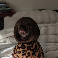 Brussels Griffon All Grown Up from Rose Urlacher