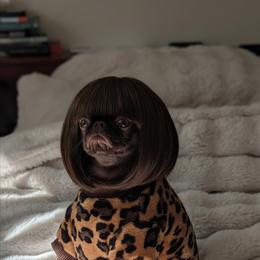 Brussels Griffon All Grown Up from Rose Urlacher
