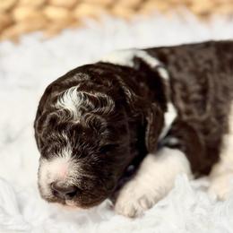 Baby Cakes - Parti female Goldendoodle puppy in Mc Kinney, Texas from Flair Doodles