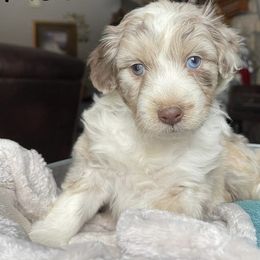Aussiedoodle, Goldendoodle, Poodle, and Sheepadoodle Puppies from Draper Mountain Doodles