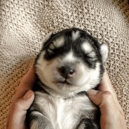 Siberian Husky Puppies from Fly Siberian