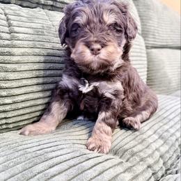 Boy 2 - male Newfypoo puppy in Bloomfield, Iowa from Schooley Doodles