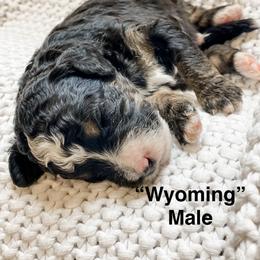 Wyoming - Tri-color male Bernedoodle puppy in Hudson, Indiana from TurkeyCreek-K9