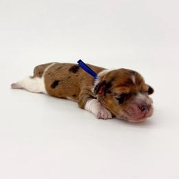 Oak - Dapple male Dachshund puppy in Waddell, Arizona from Neu Doxies