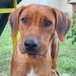 Skylar - Rhodesian Ridgeback