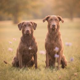 Chesapeake Bay Retriever puppies from Soap Stone Ridge