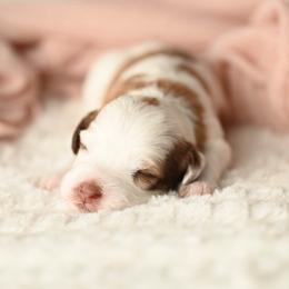 Moo - Brown and white female Aussiedoodle puppy in Lincoln, California from Frenchie LOVE and Doodles