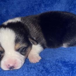 Clover - White and red male Pembroke Welsh Corgi puppy in Godley, Texas from Bradley Kennels