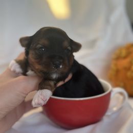 Hermes - Black and gold female Yorkshire Terrier puppy in Glendale, California from Los Angeles Teacup Yorkie